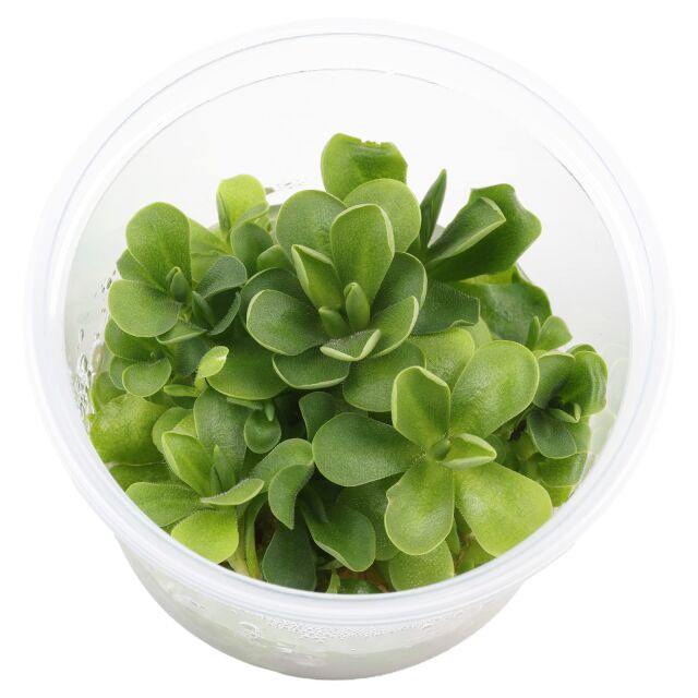 Pinguicula 'Florian'