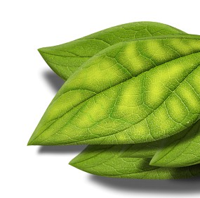 magnesium deficiency